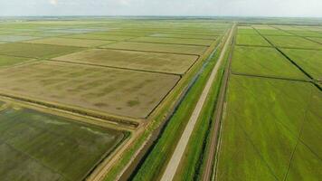 croissance riz sur inondé des champs. mûr riz dans le champ, le début de récolte. une yeux d'oiseau voir. photo