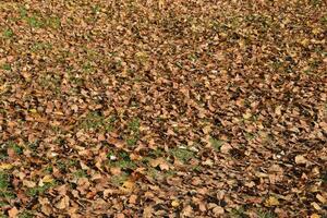 texturale Contexte de déchue feuilles de une peuplier. un l'automne tapis de feuillage. le tourné Jaune l'automne sec feuilles de une peuplier. photo