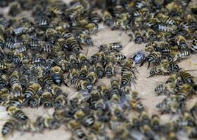 une grand congestion de les abeilles sur une feuille de papier carton. fourmillement de le les abeilles. mon chéri abeille. photo