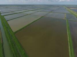 inondé riz rizières. agronomique méthodes de croissance riz dans le des champs. photo
