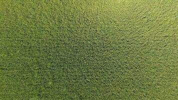 vert blé dans le champ, Haut vue avec une drone. texture de blé vert Contexte. photo
