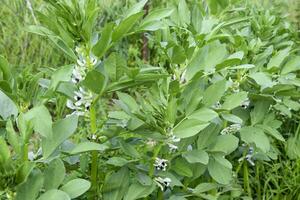 une rangée de des haricots dans le jardin. vert feuilles et fleurs de haricots. vert pousse de haricots. photo