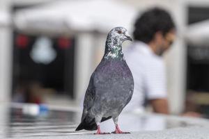 pigeon curieux sur une fontaine photo