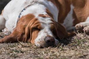 chien basset blanc et marron photo