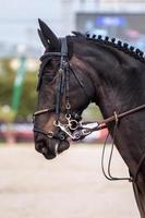 tête de cheval qui saute photo