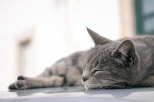 chat domestique en haut de la voiture photo