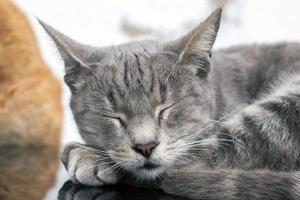 chat domestique en haut de la voiture photo