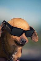 chien avec un sourire étrange et des lunettes noires