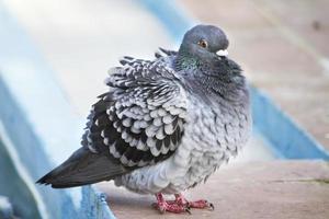 pigeon avec froid photo