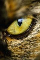 détail de l'oeil de chat