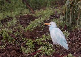 grande aigrette photo