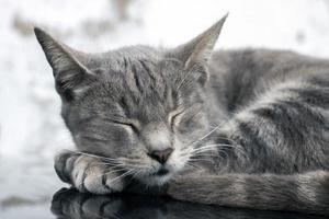 chat domestique en haut de la voiture photo