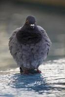 pigeon urbain prend un bain