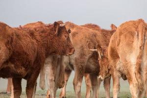 bande de vaches brunes photo