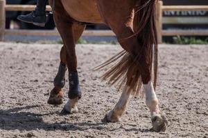 jambes de cheval sur la saleté photo