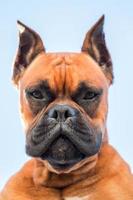 portrait d'une belle race de chien boxer photo
