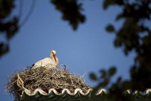 cigogne blanche sur un nid photo