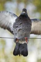 pigeon battant des ailes