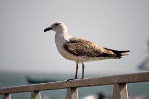 Mouette juvénile gros plan photo