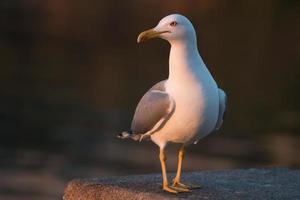 mouette au bord de la mer photo