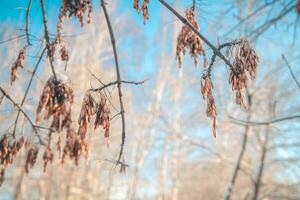 cendre des graines dans hiver, congelé photo