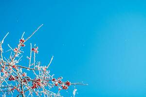 sorbier des oiseleurs arbre dans neige, Naturel hiver arrière-plan, bleu ciel photo