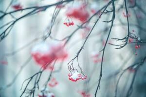 rouge sorbier des oiseleurs dans hiver en dessous de le neige. hiver concept photo