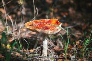magnifique grand champignon amanite dans le forêt photo