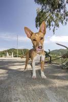 gros plan de chien domestique photo