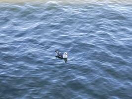 une mouette fabrication vague ondulations lorsque en mouvement dans le baie l'eau près d'or porte pont san francisco Californie photo