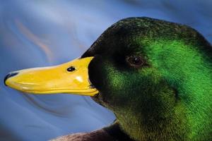 canard colvert sur une piscine photo