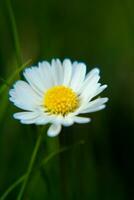 absolu magnifique Marguerite fleur épanouissement dans le parc pendant lumière du soleil de été journée photo