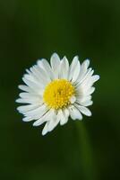 absolu magnifique Marguerite fleur épanouissement dans le parc pendant lumière du soleil de été journée photo