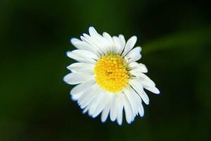 absolu magnifique Marguerite fleur épanouissement dans le parc pendant lumière du soleil de été journée photo