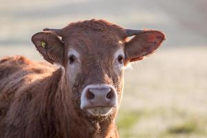 vache brune gros plan photo