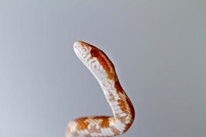 serpent des blés rouge photo