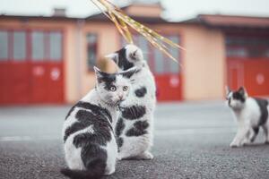 portrait de une blanc et noir chaton avec une cloche sauter et en jouant avec une jouet. enfants joie de en jouant Jeux. famille animal de compagnie. enthousiaste et intéressé expression photo