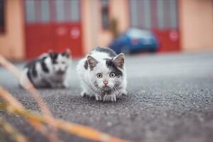 noir et blanc chaton se faufile en haut sur ses proie et pleinement concentrés sur le final saut. détail de expression pendant chasse. enfantin exubérance photo