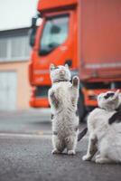 groupe de mignon, fringant chatons courir autour et jouer avec chaque autre. le Mignonnerie de à quatre pattes bébés. une famille de chats. Jeune filles en jouant ensemble photo