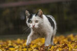 portrait de blanc et noir chaton avec cloche et le sien premier mouvement dans la nature. minou des promenades par le l'automne feuilles et avec curiosité fait du sa façon à aventure photo