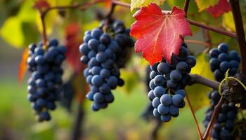 ai généré fraîcheur de mûr les raisins dans une vignoble, la nature prime généré par ai photo