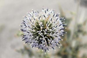 gros plan de fleur de cactus photo