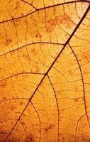 gros plan de texture de feuille d'automne avec des veines