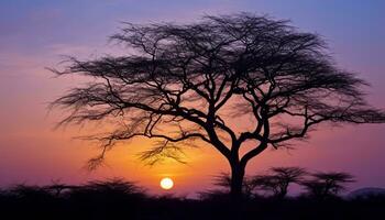 ai généré silhouette de acacia arbre dans africain le coucher du soleil généré par ai photo