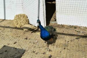 Masculin de une paon dans le plein air cage photo