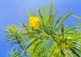 Fleur de laurier-rose jaune sur arbre avec ciel bleu au Mexique photo