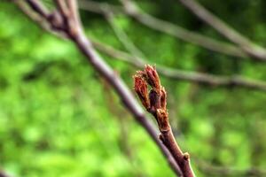 branches avec bourgeons de corne de cerf sumac dans de bonne heure printemps dans le jardin. photo