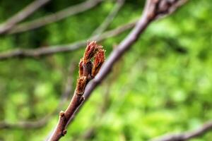 branches avec bourgeons de corne de cerf sumac dans de bonne heure printemps dans le jardin. photo