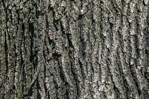 gros plan d'écorce de chêne. la texture du tronc du chêne quercus petraea ou du chêne géorgien. fond de bois vivant. peau de la nature forestière. photo