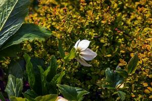 helleborus Niger fleurs avec brillant blanc pétales. printemps. photo